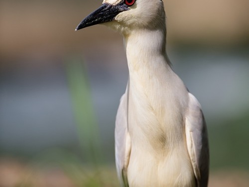 Ślepowron (ang. Black-crowned Night-Heron, łac. Nycticorax nycticorax) - 2268- Fotografia Przyrodnicza - WlodekSmardz.pl