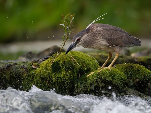 Ślepowron (ang. Black-crowned Night-Heron, łac. Nycticorax nycticorax) - 3358- Fotografia Przyrodnicza - WlodekSmardz.pl