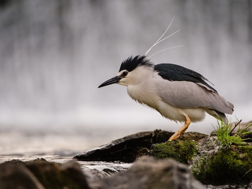 Ślepowron (ang. Black-crowned Night-Heron, łac. Nycticorax nycticorax) - 3086- Fotografia Przyrodnicza - WlodekSmardz.pl