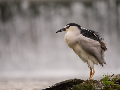 Ślepowron (ang. Black-crowned Night-Heron, łac. Nycticorax nycticorax) - 3116- Fotografia Przyrodnicza - WlodekSmardz.pl