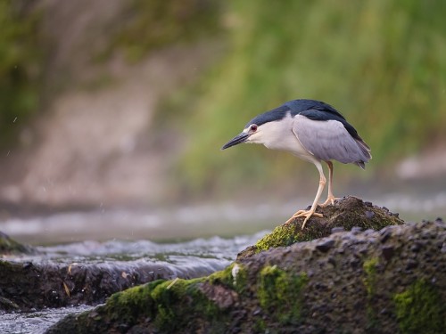 Ślepowron (ang. Black-crowned Night-Heron, łac. Nycticorax nycticorax) - 3203- Fotografia Przyrodnicza - WlodekSmardz.pl