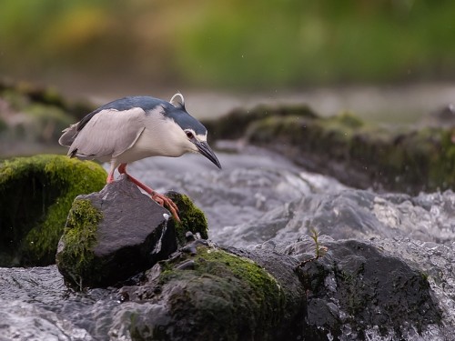 Ślepowron (ang. Black-crowned Night-Heron, łac. Nycticorax nycticorax) - 3379- Fotografia Przyrodnicza - WlodekSmardz.pl