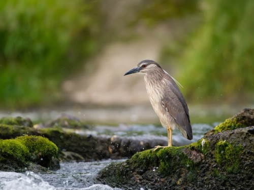 Ślepowron (ang. Black-crowned Night-Heron, łac. Nycticorax nycticorax) - 3346- Fotografia Przyrodnicza - WlodekSmardz.pl