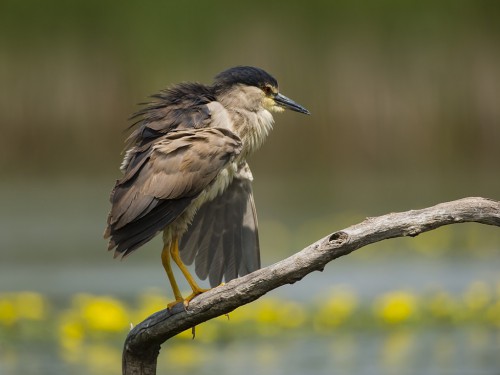 Ślepowron (ang. Black-crowned Night-Heron, łac. Nycticorax nycticorax) - 4341- Fotografia Przyrodnicza - WlodekSmardz.pl
