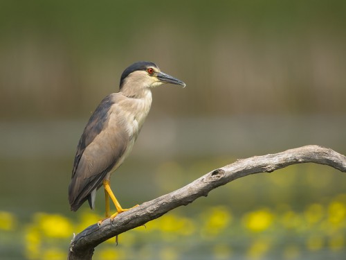 Ślepowron (ang. Black-crowned Night-Heron, łac. Nycticorax nycticorax) - 4353- Fotografia Przyrodnicza - WlodekSmardz.pl