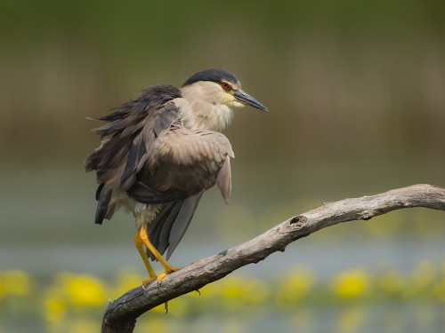 Ślepowron (ang. Black-crowned Night-Heron, łac. Nycticorax nycticorax) - 4333- Fotografia Przyrodnicza - WlodekSmardz.pl
