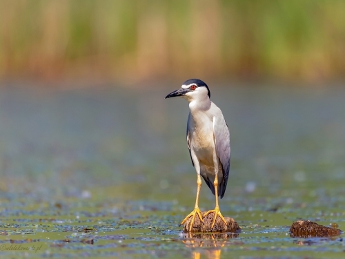 Ślepowron (ang. Black-crowned Night-Heron, łac. Nycticorax nycticorax) - 9613- Fotografia Przyrodnicza - WlodekSmardz.pl