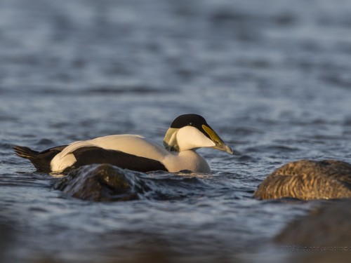 Edredon (ang. Common Eider, łac. Somateria mollissima) - 3091- Fotografia Przyrodnicza - WlodekSmardz.pl