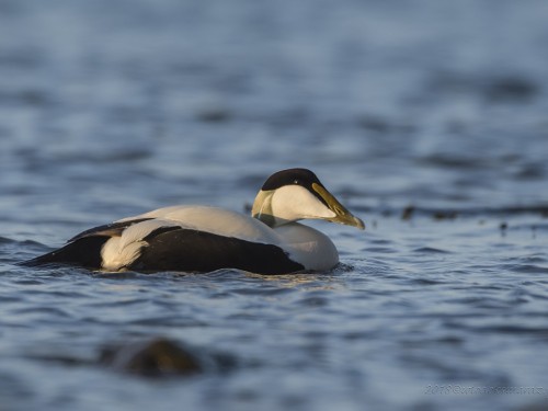 Edredon (ang. Common Eider, łac. Somateria mollissima) - 3101- Fotografia Przyrodnicza - WlodekSmardz.pl