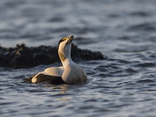 Edredon (ang. Common Eider, łac. Somateria mollissima) - 3352- Fotografia Przyrodnicza - WlodekSmardz.pl