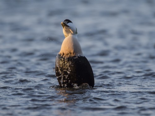 Edredon (ang. Common Eider, łac. Somateria mollissima) - 3383- Fotografia Przyrodnicza - WlodekSmardz.pl