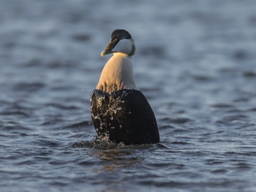 Edredon (ang. Common Eider, łac. Somateria mollissima) - 3384- Fotografia Przyrodnicza - WlodekSmardz.pl