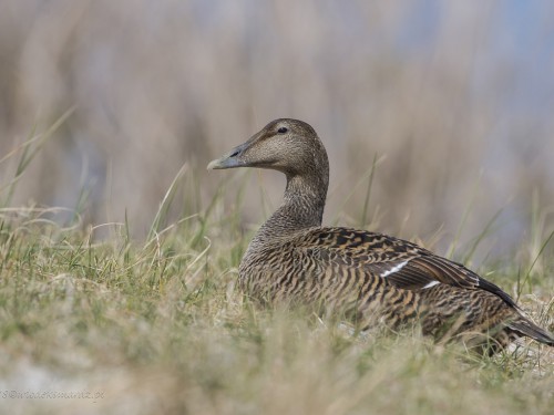 Edredon (ang. Common Eider, łac. Somateria mollissima) - 9696- Fotografia Przyrodnicza - WlodekSmardz.pl