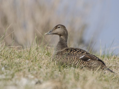 Edredon (ang. Common Eider, łac. Somateria mollissima) - 9721- Fotografia Przyrodnicza - WlodekSmardz.pl