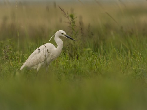 Czapla nadobna (ang. Little Egret, łac. Egretta garzetta) - 6314- Fotografia Przyrodnicza - WlodekSmardz.pl