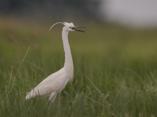 Czapla nadobna (ang. Little Egret, łac. Egretta garzetta) - 6389- Fotografia Przyrodnicza - WlodekSmardz.pl