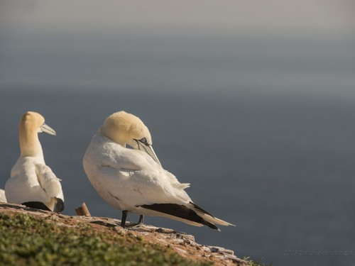 Głuptak (ang. Northern Gannet, łac. Morus bassanus) - 8285 - Fotografia Przyrodnicza - WlodekSmardz.pl