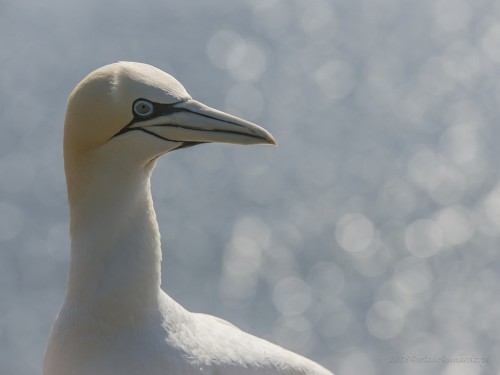 Głuptak (ang. Northern Gannet, łac. Morus bassanus) - 8326 - Fotografia Przyrodnicza - WlodekSmardz.pl