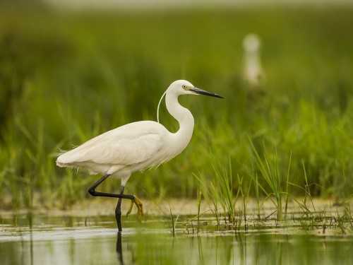 Czapla nadobna (ang. Little Egret, łac. Egretta garzetta) - 6402- Fotografia Przyrodnicza - WlodekSmardz.pl