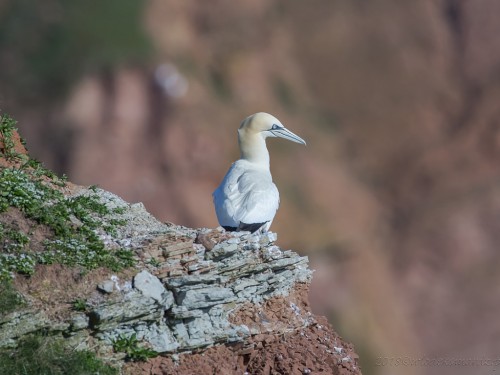 Głuptak (ang. Northern Gannet, łac. Morus bassanus) - 8438 - Fotografia Przyrodnicza - WlodekSmardz.pl