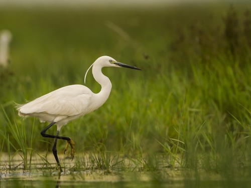 Czapla nadobna (ang. Little Egret, łac. Egretta garzetta) - 6409- Fotografia Przyrodnicza - WlodekSmardz.pl