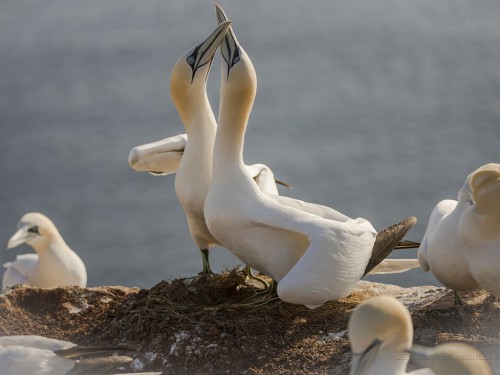 Głuptak (ang. Northern Gannet, łac. Morus bassanus) - 8613 - Fotografia Przyrodnicza - WlodekSmardz.pl