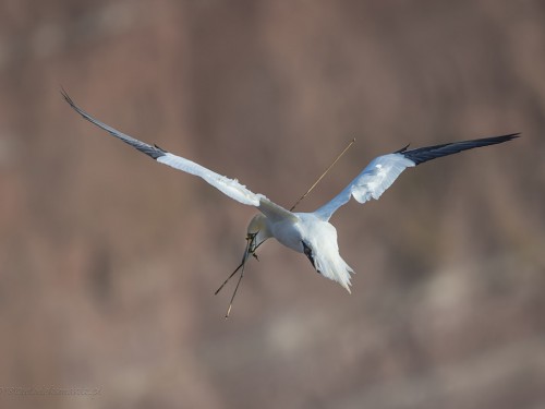 Głuptak (ang. Northern Gannet, łac. Morus bassanus) - 8637 - Fotografia Przyrodnicza - WlodekSmardz.pl