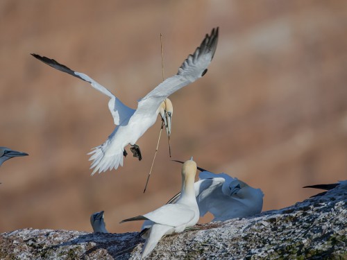 Głuptak (ang. Northern Gannet, łac. Morus bassanus) - 8646 - Fotografia Przyrodnicza - WlodekSmardz.pl