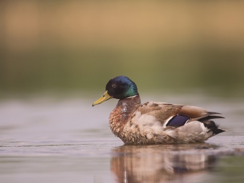 Krzyżówka (ang. Mallard , łac. Anas platyrhynchos) - 4633 - Fotografia Przyrodnicza - WlodekSmardz.pl