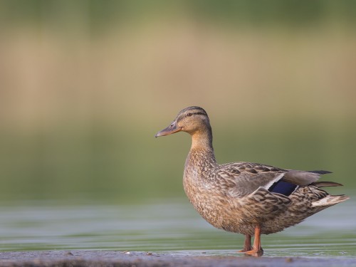 Krzyżówka (ang. Mallard , łac. Anas platyrhynchos) - 4959 - Fotografia Przyrodnicza - WlodekSmardz.pl