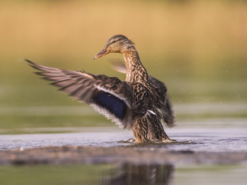 Krzyżówka (ang. Mallard , łac. Anas platyrhynchos) - 5100 - Fotografia Przyrodnicza - WlodekSmardz.pl