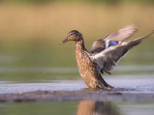 Krzyżówka (ang. Mallard , łac. Anas platyrhynchos) - 5104 - Fotografia Przyrodnicza - WlodekSmardz.pl