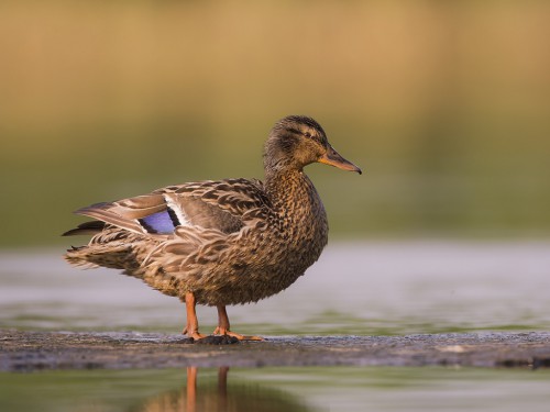 Krzyżówka (ang. Mallard , łac. Anas platyrhynchos) - 5107 - Fotografia Przyrodnicza - WlodekSmardz.pl