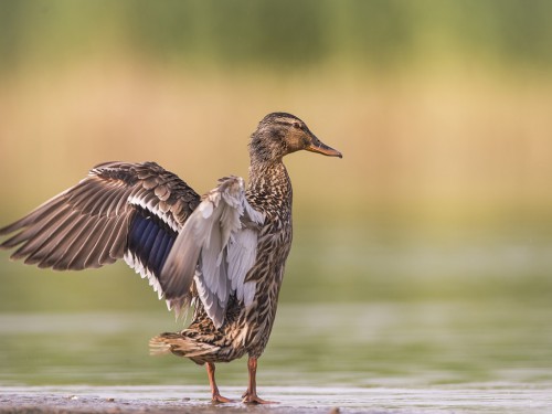 Krzyżówka (ang. Mallard , łac. Anas platyrhynchos) - 5121 - Fotografia Przyrodnicza - WlodekSmardz.pl