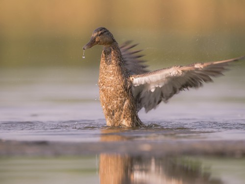 Krzyżówka (ang. Mallard , łac. Anas platyrhynchos) - 5154 - Fotografia Przyrodnicza - WlodekSmardz.pl