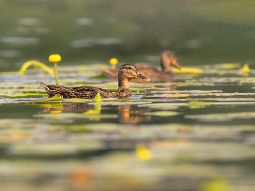 Krzyżówka- Fotografia Przyrodnicza - WlodekSmardz.pl