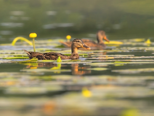 Krzyżówka (ang. Mallard , łac. Anas platyrhynchos) - 5373 - Fotografia Przyrodnicza - WlodekSmardz.pl