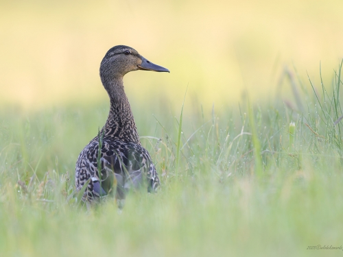 Krzyżówka- Fotografia Przyrodnicza - WlodekSmardz.pl