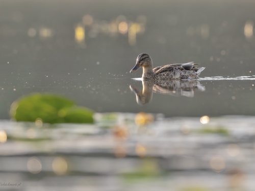 Krzyżówka (ang. Mallard , łac. Anas platyrhynchos) - 5023 - Fotografia Przyrodnicza - WlodekSmardz.pl