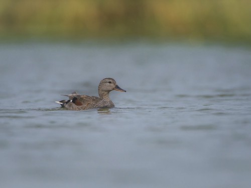 Krakwa (ang. Gadwall  , łac. Mareca strepera) - 1037 - Fotografia Przyrodnicza - WlodekSmardz.pl