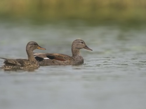 Krakwa (ang. Gadwall  , łac. Mareca strepera) - 1044 - Fotografia Przyrodnicza - WlodekSmardz.pl