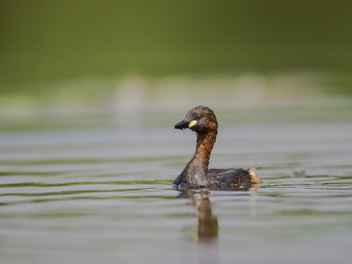 Perkozek (ang. Little Grebe  , łac. Tachybaptus ruficollis) - 4472 - Fotografia Przyrodnicza - WlodekSmardz.pl