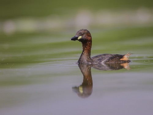 Perkozek (ang. Little Grebe  , łac. Tachybaptus ruficollis) - 4497- Fotografia Przyrodnicza - WlodekSmardz.pl