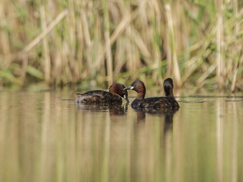 Perkozek (ang. Little Grebe  , łac. Tachybaptus ruficollis) - 4940 - Fotografia Przyrodnicza - WlodekSmardz.pl