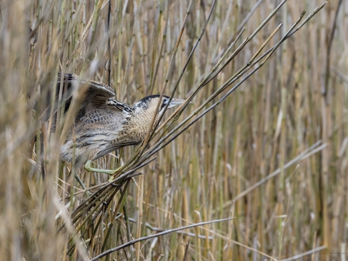 Bąk (ang. Great Bittern, łac. Botaurus stellaris) - 3720- Fotografia Przyrodnicza - WlodekSmardz.pl