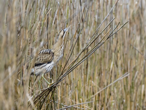 Bąk (ang. Great Bittern, łac. Botaurus stellaris) - 3728- Fotografia Przyrodnicza - WlodekSmardz.pl