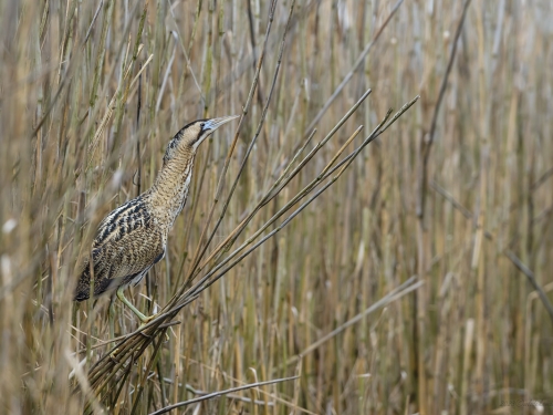 Bąk (ang. Great Bittern, łac. Botaurus stellaris) - 3794- Fotografia Przyrodnicza - WlodekSmardz.pl