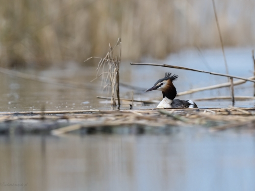 Perkoz dwuczuby (ang. Great Crested Grebe, łac. Podiceps cristatus) - 3970- Fotografia Przyrodnicza - WlodekSmardz.pl