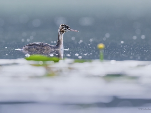 Perkoz dwuczuby (ang. Great Crested Grebe, łac. Podiceps cristatus) - 5082- Fotografia Przyrodnicza - WlodekSmardz.pl