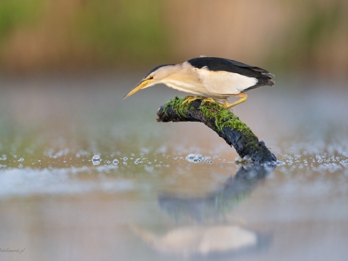 Bączek (ang. Little Bittern, łac. Ixobrychus minutus) - 6134- Fotografia Przyrodnicza - WlodekSmardz.pl